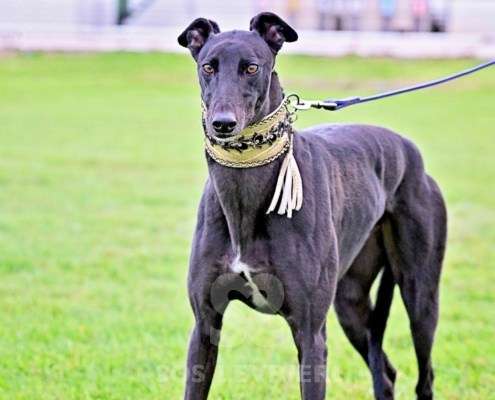 Ridley-Greyhound