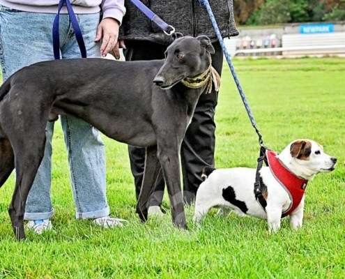 Ridley-Greyhound