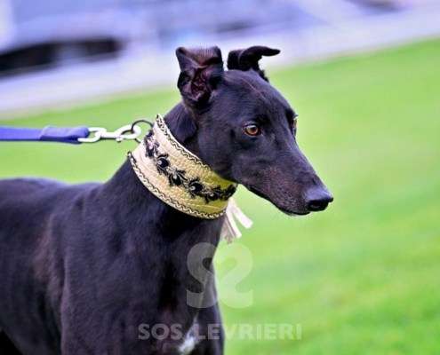 Ridley-Greyhound