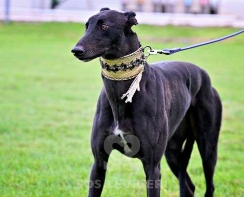 Ridley-Greyhound