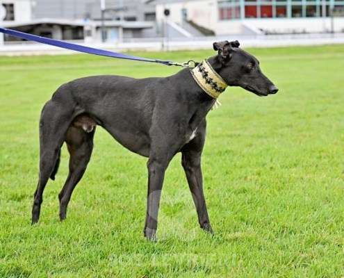 Ridley-Greyhound