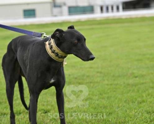 Ridley-Greyhound