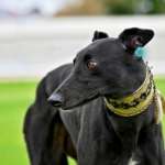 Ridley-Greyhound