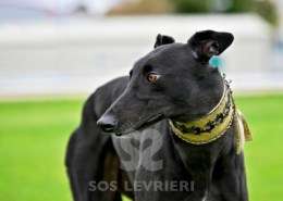 Ridley-Greyhound