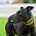 Ridley-Greyhound