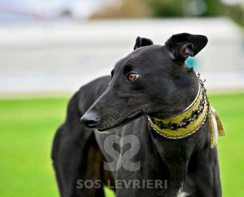 Ridley-Greyhound