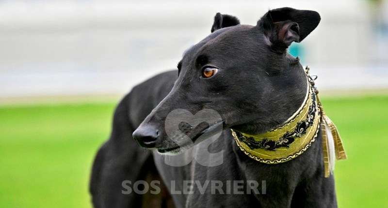 Ridley-Greyhound