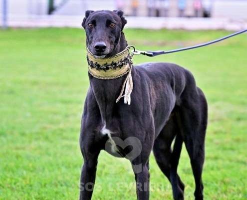 Ridley-Greyhound