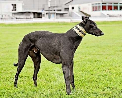 Ridley-Greyhound