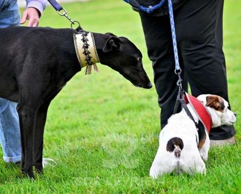 Ridley-Greyhound