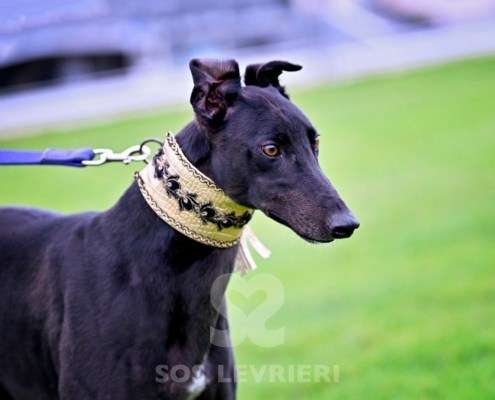 Ridley-Greyhound