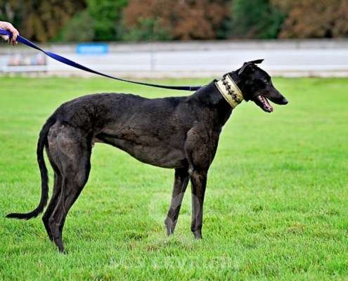 Rock-Greyhound