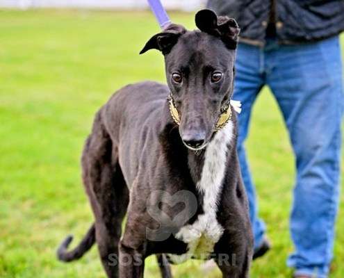 Rock-Greyhound