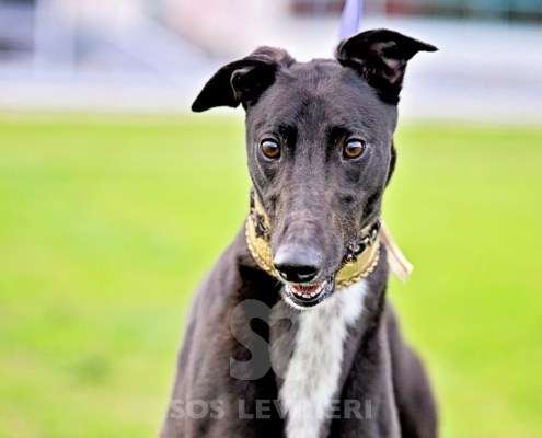 Rock-Greyhound