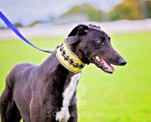 Rock-Greyhound