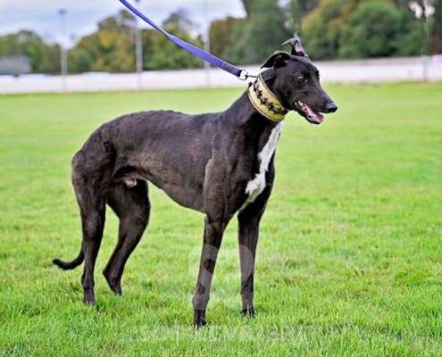 Rock-Greyhound