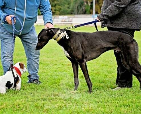 Rock-Greyhound