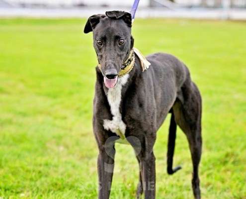 Rock-Greyhound