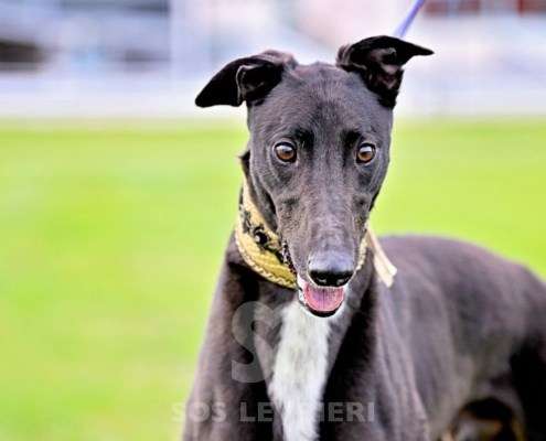 Rock-Greyhound