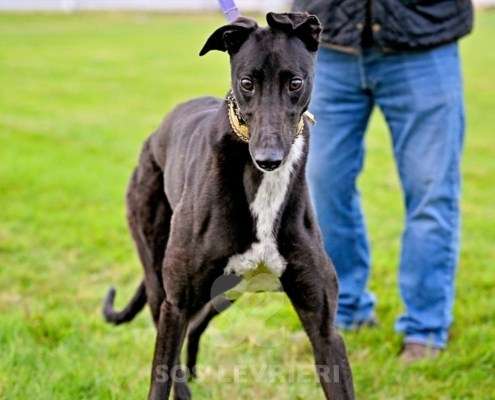 Rock-Greyhound