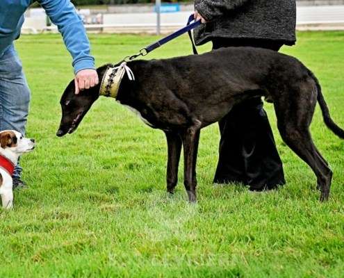 Rock-Greyhound