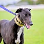 Rock-Greyhound