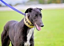 Rock-Greyhound
