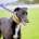 Rock-Greyhound