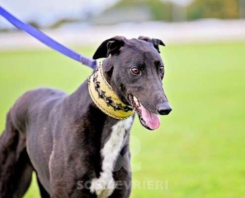 Rock-Greyhound