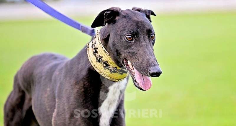 Rock-Greyhound