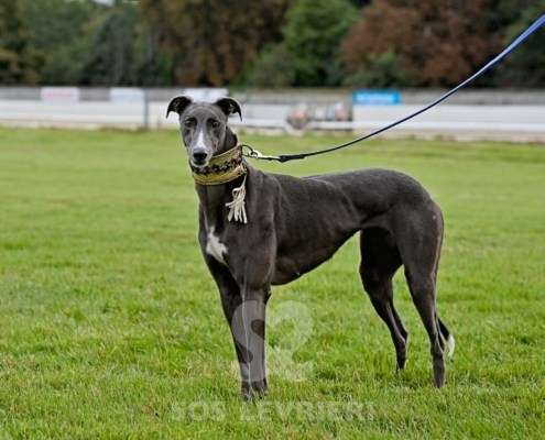 Ruby-Greyhound