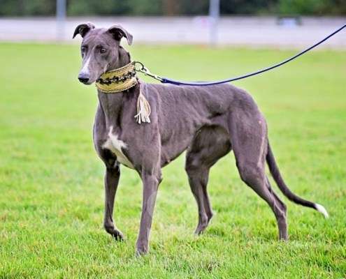 Ruby-Greyhound
