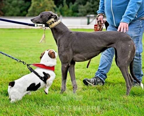 Ruby-Greyhound