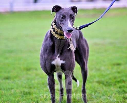 Ruby-Greyhound