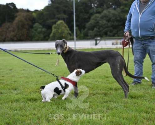 Ruby-Greyhound