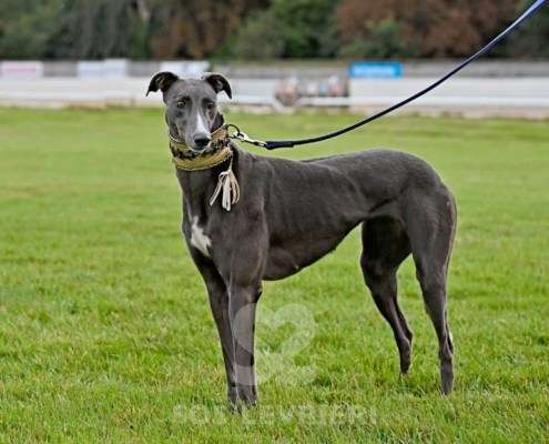 Ruby-Greyhound