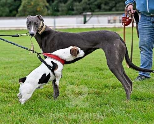 Ruby-Greyhound