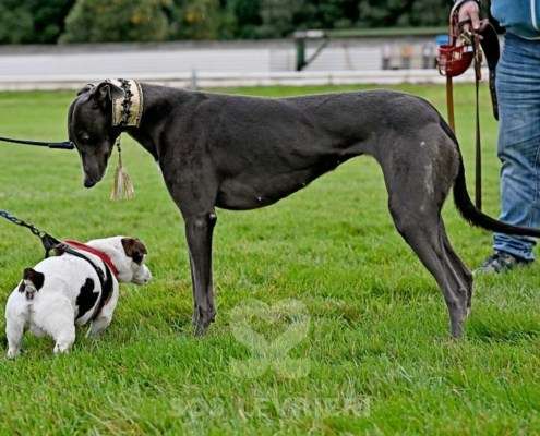 Ruby-Greyhound