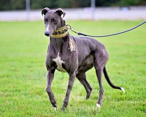 Ruby-Greyhound