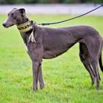 Ruby-Greyhound