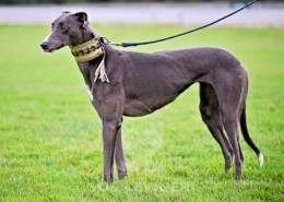 Ruby-Greyhound