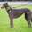 Ruby-Greyhound