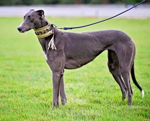 Ruby-Greyhound