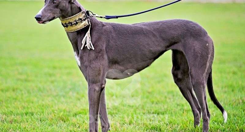 Ruby-Greyhound