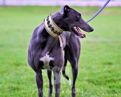 Ruby-Greyhound