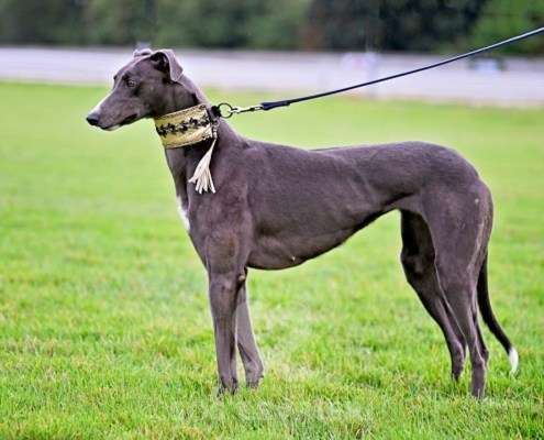 Ruby-Greyhound