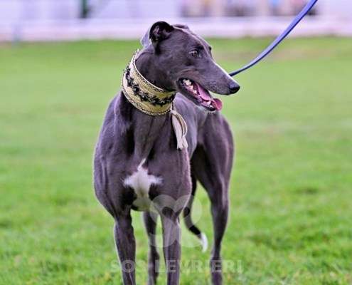 Ruby-Greyhound