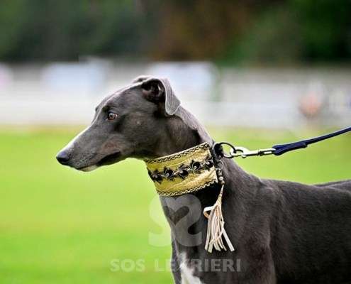 Ruby-Greyhound