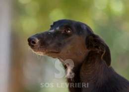 Adele-Galgo