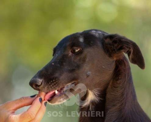Adele-Galgo